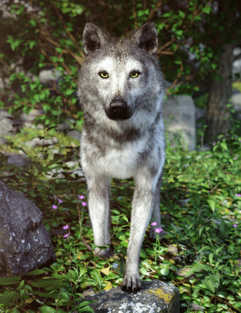 Grey Wolf for Daz Dog 8 Daz3d Wolf